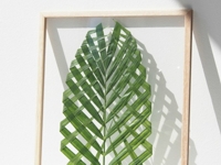 monsterscircus Framed Palm Leaf